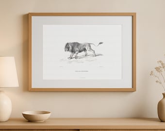 Póster de león, basado en el hermoso grabado de un león según Reydinger de un libro antiguo, 1853 - Dibujo de Panthera leo