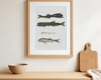 Vintage Luminous Fish Print, Deep-Sea Marine Life Illustration