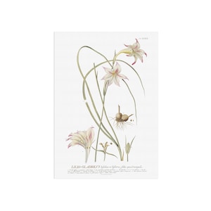 Vintage Gladiolus tristis Botanical Print, Antique Art Plantae Selectae, Georg D. Ehret Floral Poster, Marsh Afrikaner, Cottagecore Wall Art