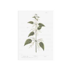 Ortiga de Una curiosa planta herbaria - Impresión herbaria Ortiga común, impresión botánica