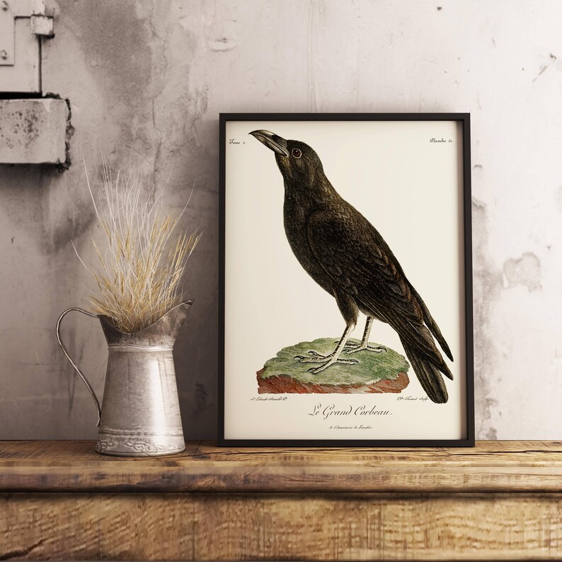 Old vintage illustration of the Raven, Corvus corax, also known as the Northern Raven Bird wall decor poster image 1