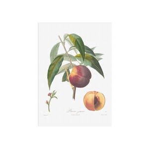 Pêche Pavie jaune d'un ancien livre de botanique français de 1846, impression botanique vintage - avec arrière-plan antique ou nettoyé