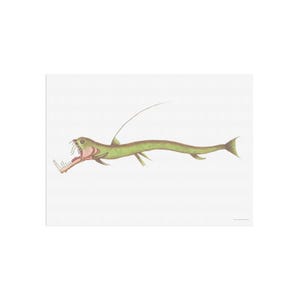 The scary and yet intriguing Esox Stomias Boa - scaly dragonfish - deep sea abyssal zone predator fish - marine biolog poster