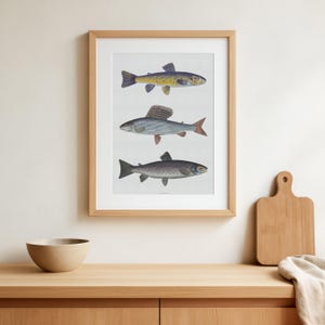 Puede incluir: Una impresión enmarcada con tres ilustraciones detalladas de peces. El pez superior es amarillo y azul, el pez del medio es plateado con una gran aleta dorsal y el pez inferior está moteado. La obra de arte se muestra en un marco de madera clara.