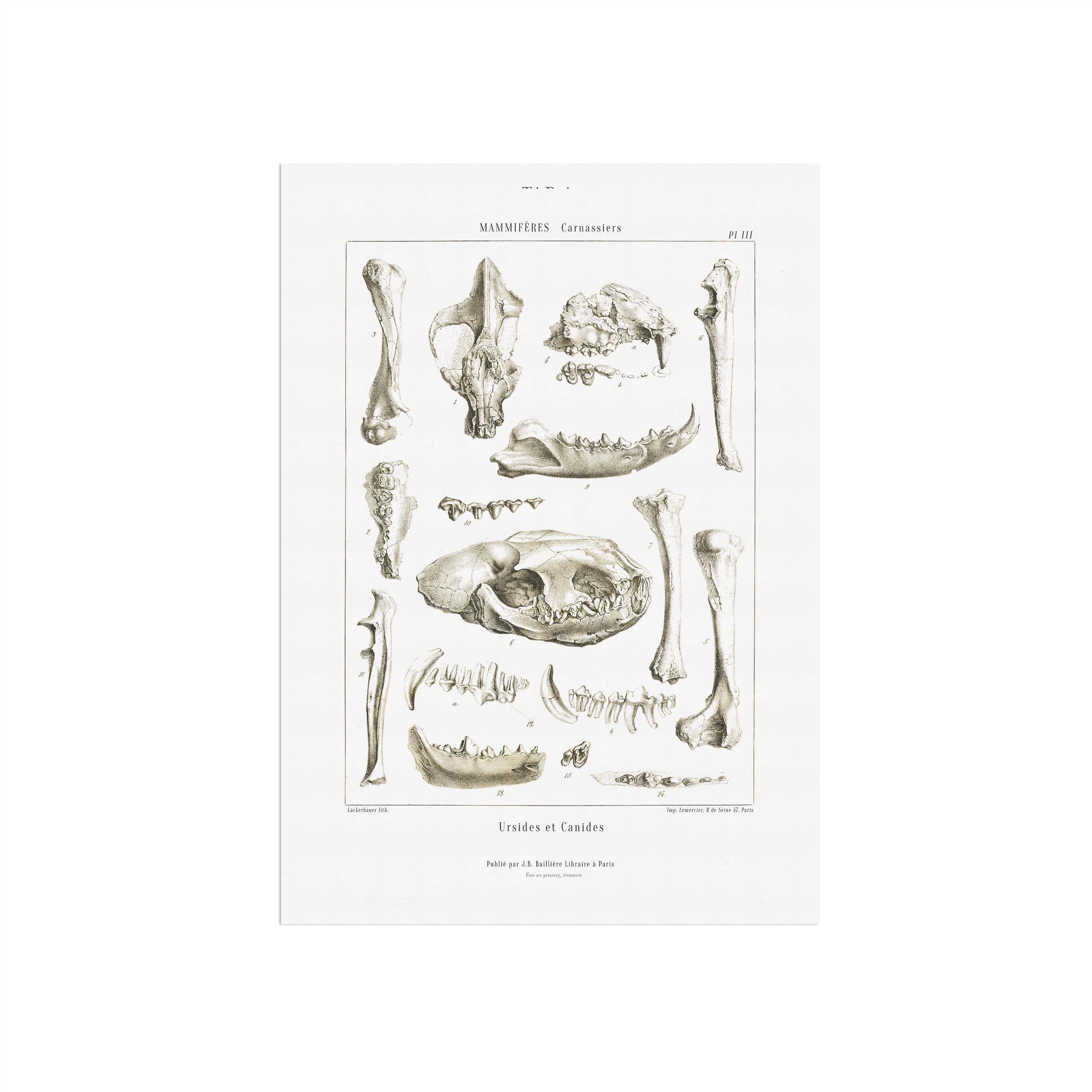 Bear Dog and Hyaenodon (hyena-tooth) skull, bones and teeth, vintage Paleontology poster from old french book - Historical illustration