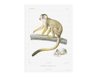 Beautiful vintage poster of a Squirrel monkey based on the illustration from an old book