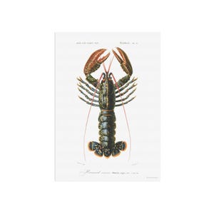 Bellissimo poster vintage di aragosta - aragosta comune - Homarus vulgaris, basato sul disegno di un vecchio libro del 1849