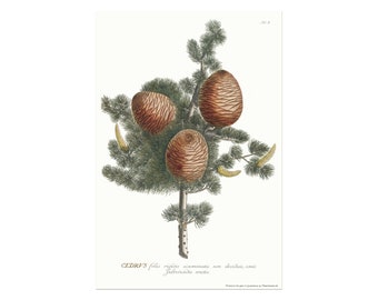 Cedar of Lebanon vintage illustration - Botanical Herbal Cedar tree illustration - Cedrus botany drawing - Old plant poster