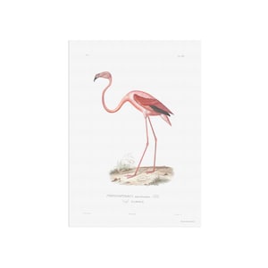 Vintage Flamingo drawing - Beautiful Flamingo Poster made of the illustration from an old book