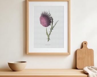Vintage Nodding Thistle Botanical Print – Herbal Flower Art