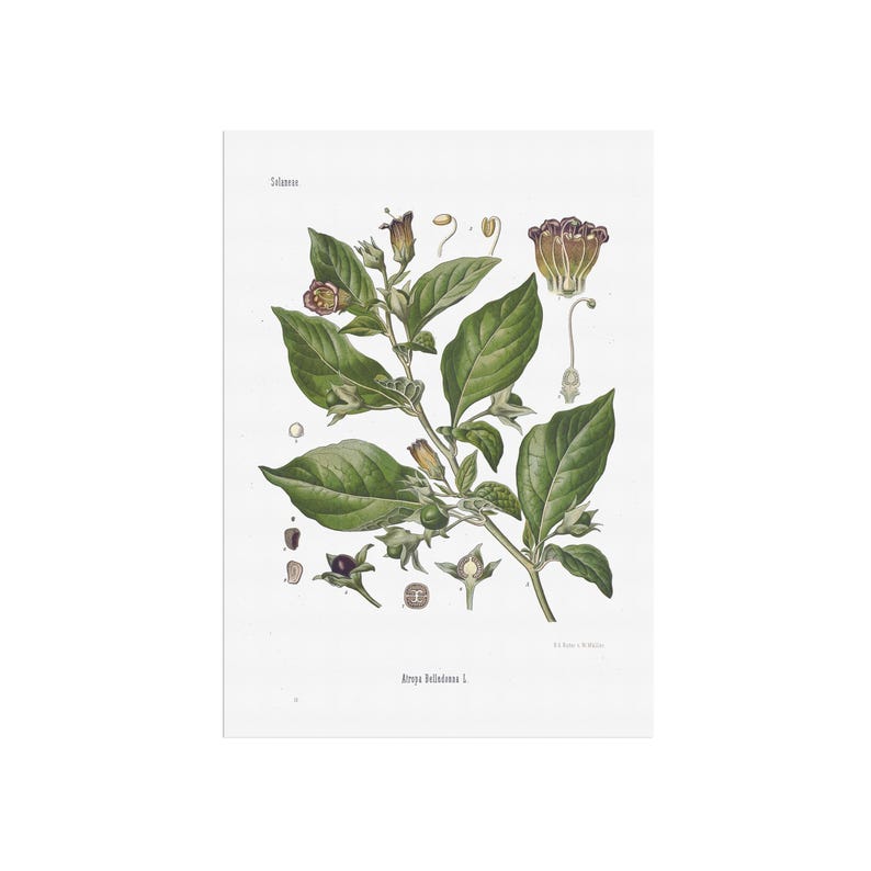 vintage Deadly Nightshade print - Atropa Belladonna poster - old botanical illustration image 2