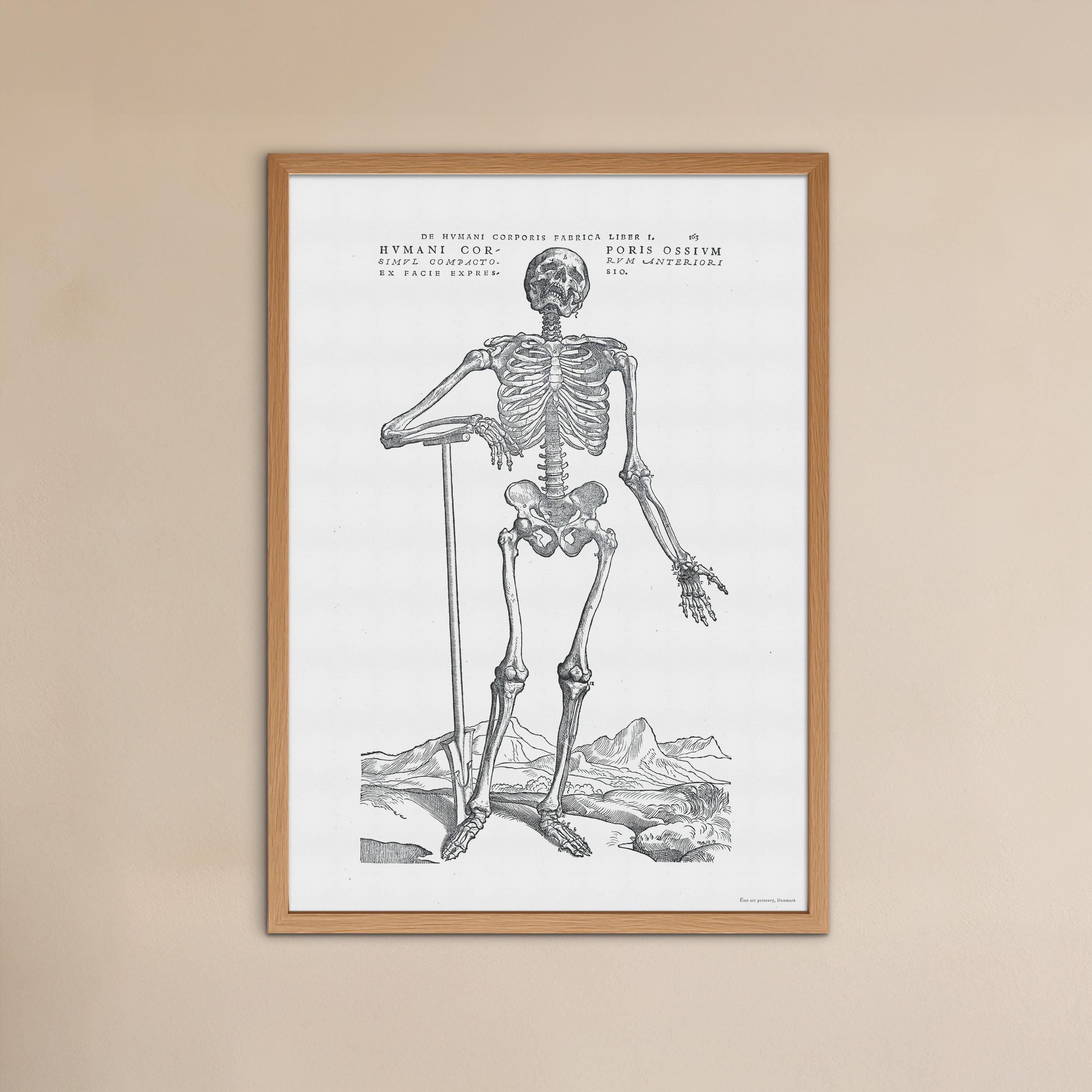 Vintage Anatomy Poster – Human Skeleton Print, Andreas Vesalius - Etsy