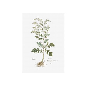 Mittelalterlicher botanischer Kunstdruck vom Beifuß - Artemisia vulgaris - Mittelalterliche Kunst - Beifuß-Wermut, magisches Heilkraut