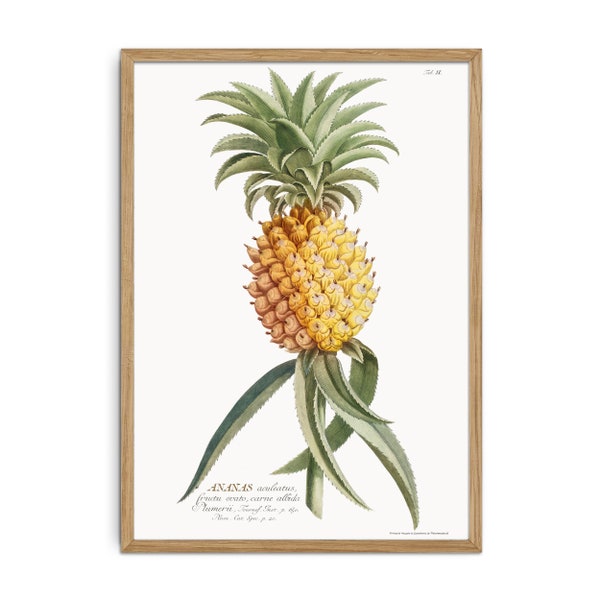 Pineapple / Ananas art drawing - Vintage Botanical Herbal Ananas illustration - Old plant poster - botany plant poster art