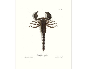 Vintage Scorpion drawing poster - Scorpio afer. -   Photographed and edited from an old (ca1800) book.