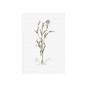 Agrostemma githago - Arte medieval - Planta herbácea botánica