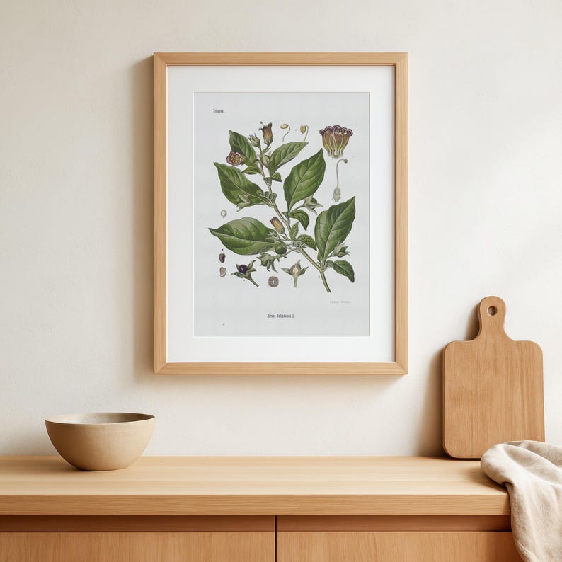 vintage Deadly Nightshade print - Atropa Belladonna poster - old botanical illustration image 1