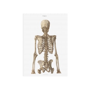 vintage skeleton back view drawing from old 1767 book on human anatomy - Medical illustration - Skeleton - Anatomy - Human body