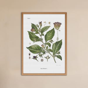 vintage Deadly Nightshade print - Atropa Belladonna poster - old botanical illustration image 3