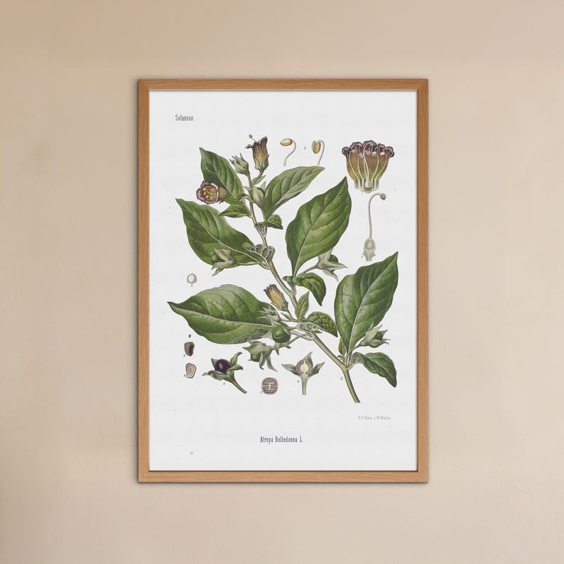 vintage Deadly Nightshade print - Atropa Belladonna poster - old botanical illustration image 3