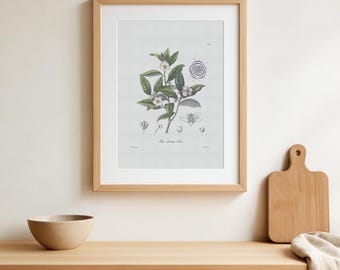 Vintage tea / Cha Poster -  Camellia sinensis - Botanical Plant Print
