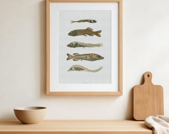 Vintage djuphavsfisktryck, antik illustration av marint liv, nautisk dekor