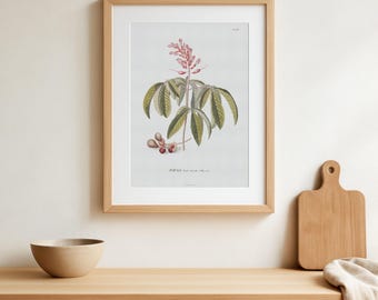 Impresión botánica de castaño de Indias rojo / Arte floral vintage, Georg Ehret 1751