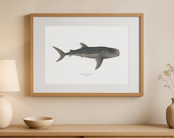 Vintage Whale Shark Poster – Rhincodon Typus Print