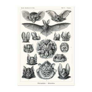 De prachtige vleermuizen (Chiroptera) uit Ernst Haeckels 'Kunstformen der Natur'