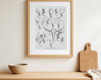 Póster vintage de cráneo de animal de un antiguo libro francés de anatomía animal de fósiles de 1812. Cráneo y hueso. Póster de animales fósiles. Cráneo de buey.