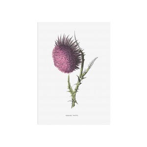 Distelposter - Knikdistel - Kruidenprint muskusdistel, vintage botanische bloemenkunst