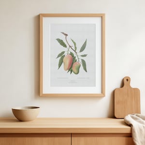 Botanical Mango Print - Mangifera indica L - Fruit Plant Poster