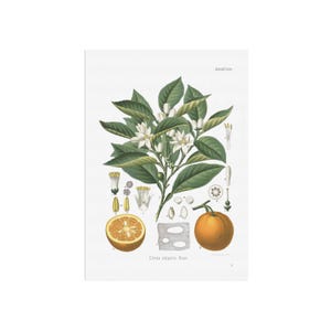 Vintage poster of an Orange - Citrus aurantium - Bitter Orange print. Educational botnical poster - botany art - Köhler&#39;s Medizinal-Pflanzen