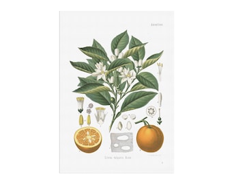 Vintage poster of an Orange - Citrus aurantium - Bitter Orange print. Educational botnical poster - botany art - Köhler&#39;s Medizinal-Pflanzen