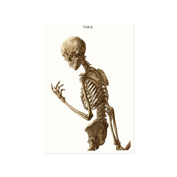 Posant un squelette d'un vieux livre sur l'anatomie humaine, 1767