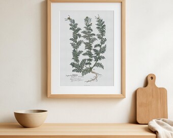 Vintage Flixweed Botanical Print - Descurainia Sophia - 1543 Herb Illustration