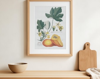 Impresión botánica de papaya vintage / Georg Ehret, Plantae Selectae Art