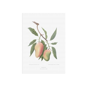 Pôster botânico de manga - Mangifera indica L - Desenho botânico da fruta da manga - ilustração de planta francesa vintage