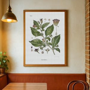 vintage Deadly Nightshade print - Atropa Belladonna poster - old botanical illustration image 4