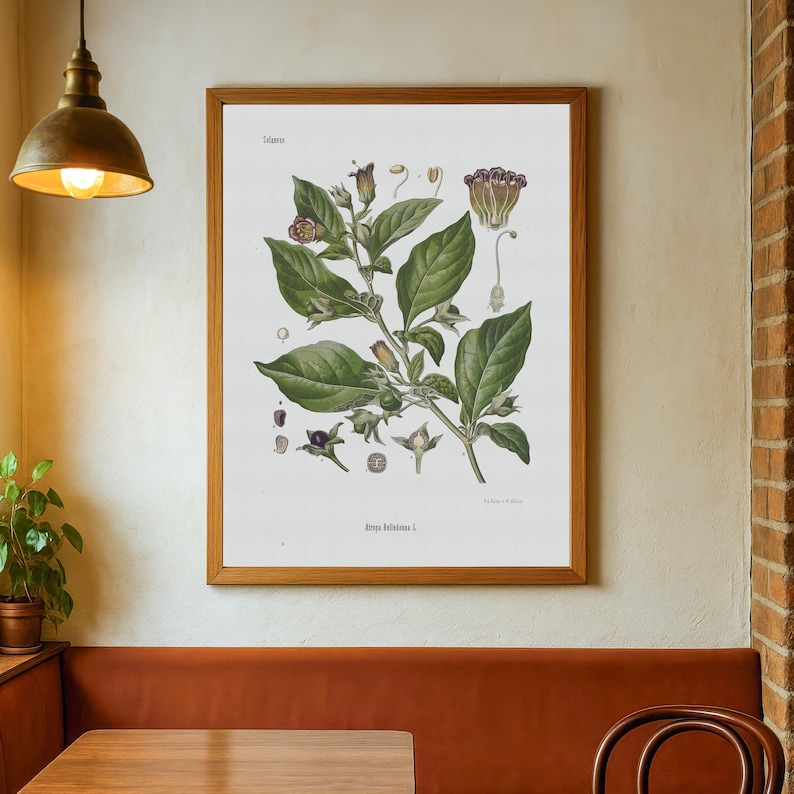 vintage Deadly Nightshade print - Atropa Belladonna poster - old botanical illustration image 4
