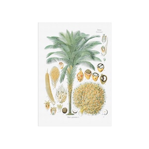 Vintage Illustration von Elaeis guineensis - Afrikanische Ölpalme - alter Botanikdruck - Palmenplakat - Köhlers Medizinal-Pflanzen