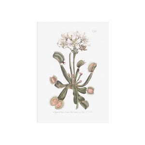 Dionaea muscipula - attrape-mouches de Vénus - affiche botanique de plante carnivore du magazine botanique Curtis 1803