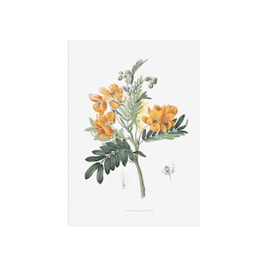 Alte schöne Vintage botanische Kräuterzeichnung der süß-duftenden Cassia aka Senna odorata - Retro- Blumenkunst - antike botanische Plakatkunst