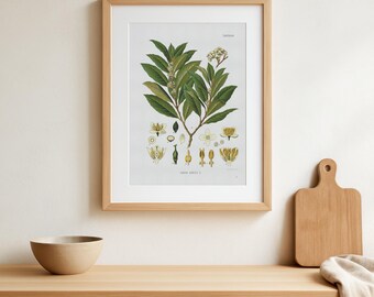 Vintage Bay Laurel Botanical Illustration – Laurus Nobilis Print