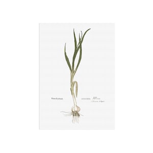 Medieval Botanical Herbal Garlic Print - Allium sativum L. - Vintage 1543 Herbal Illustration - Kitchen Wall Art - Historical Plant Decor
