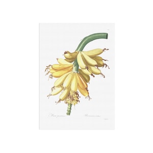 Banane vintage - Illustration botanique à base de plantes - Tableau botanique pédagogique - Poster de vieilles plantes