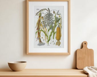 Vintage Corn plant Print -Maize - Zea mays - Old Botanical Art -  Köhler's Medizinal Pflanzen