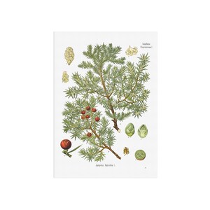 affiche vintage de plante de genévrier - Juniperus oxycedrus - genévrier épineux - impression botanique ancienne - Köhler's Medizinal-Pflanzen
