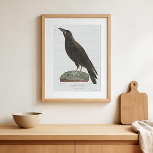 Vintage Raben Illustration Druck, Corvus Corax, Vogel Wand Dekor