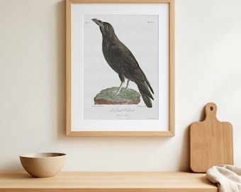 Vintage Raben Illustration Druck, Corvus Corax, Vogel Wand Dekor